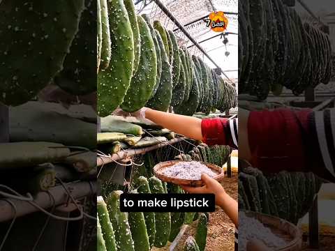 هكذا ي صنع أحمر الشفاه في الصين اكسبلور Farming Satisfying Plants Natural