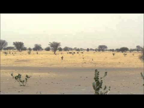 حبسة الشاليarabe Tchad