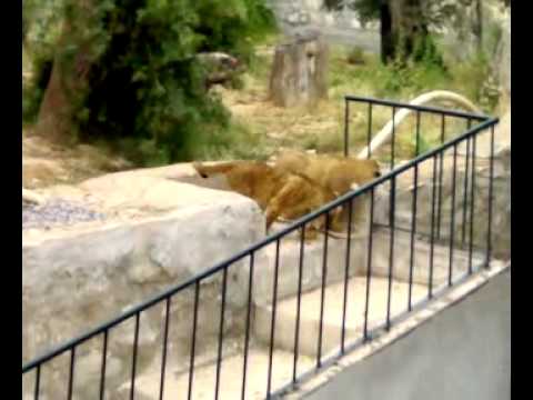 حديقة الحيوانات البلفدير في تونس 1