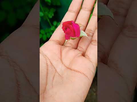 Jiskeaanesemukammalmogaithizindagisong Love Hindisong Nayenawelidulhanparpehledin