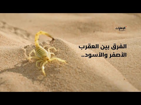احذرها إليكم الفرق بين العقرب الأصفر والأسود برنامج فراسة الصحراء