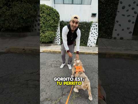 Cuando Le Dicen Gordito A Polar Yo Pienso Otra Cosa Polar Perrodexavi Pets