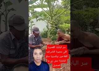 سر البابايا القصيرة اللي محيرة الناس ليه الفلاحين بيروا ساق البابايا مش زي ما متخيل بابايا زراعة