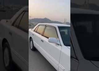 راس الثور تكم لون ابيض يسره بلاد سعودي تحيه طيبه للمتابعين مشاركه لايكات