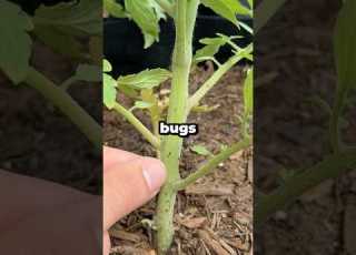 What Are Those Tiny Black Bugs On Your Tomato Plants Shorts