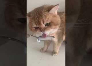  قلبي قلبي ابلور بسه كيوت ثروباك جمال مقاطع منوعه ثروباك مضحك