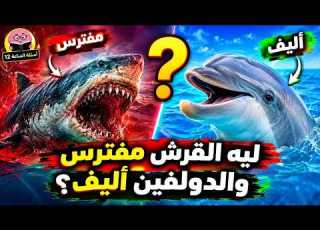  ليه القرش مفترس والدولفين أليف الحقيقة هتدهشك