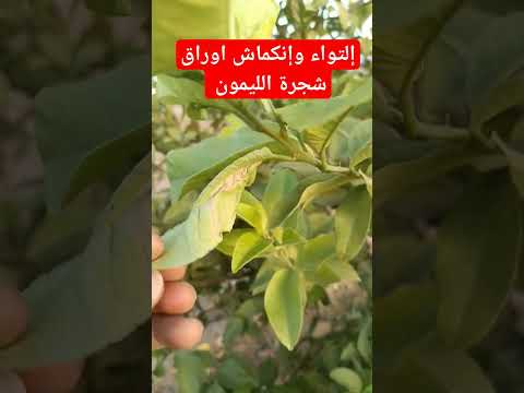 أسباب إلتواء وانكماش أوراق شجرة الليمون وجميع أشجار الحمضيات زراعة شجرة الليمون أمراض الليمون