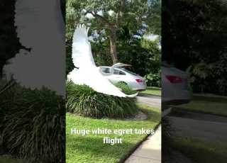 Huge White Egret Takes Flight
