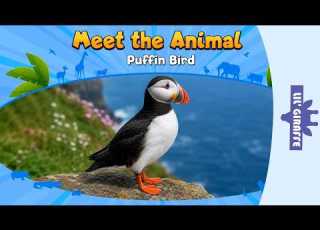 Meet The Animals Puffin Bird Wild Animals Lil Giraffe Animated Stories For Kids