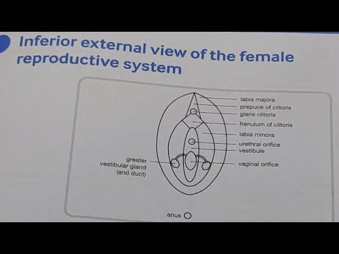 The Vulva And Vagina Female Reproductive System Dr Fox Quick Draw Anatomy