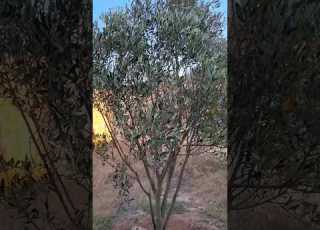  نتيجة غرس شجرة زيتون بعد 5 سنوات في طبيعة طبيعة Olive زيتون Morocco