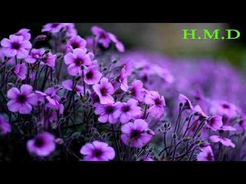 كاظم الساهر هدد كسر