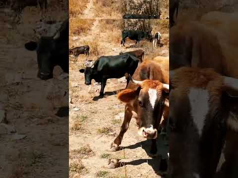 مزرعه ابقار Cow Farm Animals Music Cows ابقار