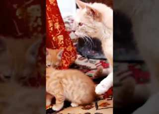 Zaroori Nhi Ka Har Ghr Pyar Say Bara Ho Sootali Mara Ka Zulam