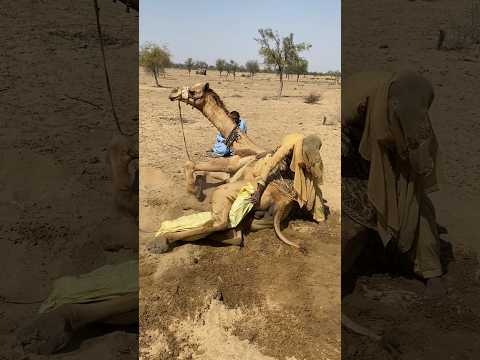 ٱل ج م ل ٱل ذ ي ي ك ون ع اد ة ه اد ئ ا ي غ ض ب ف ج أ ة و ص ر اخ ٱل م ر أ ة ت ن ب يه ل ع د