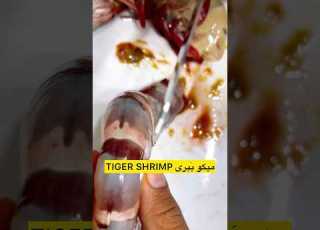 شاهمیگو ببری TIGER SHRIMP ماهی میگو غذا Seafood Fish Sea لابستر خرچنگ Animals