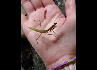  Hand Feeding A Praying Mantis