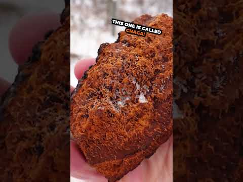 Fungi Chemical Factories