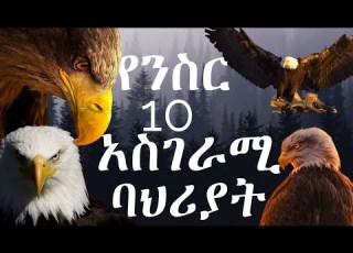  የንስር አሞራ አስገራሚ ነገሮች ግዙፍ ንስር አሞራ Amazing Eagle Facts Meselal Media