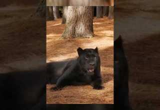 راز پلنگ های سیاه شبح های مخفی جنگل حیات وحش