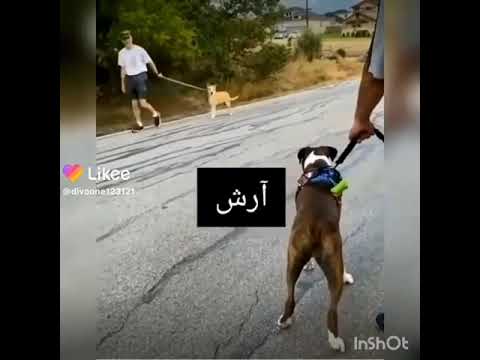 فیلم خنده دار فیلم سگ مسخره کلیپ خنده دار اموزش