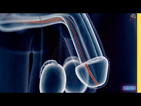 Male Reproductive System 3D Animation Explained Fertilization Sperm Dna