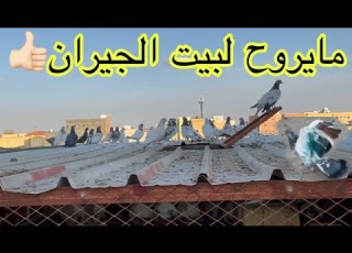كيف تخلي حمامك مايروح لبيت الجيران بس علا بيتكم
