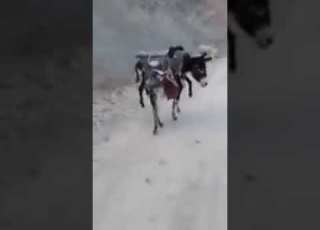 حمار فوق حمار ههههههههههههههههه