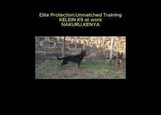  Elite Protection Unmatched Training Kelein K9 At Work