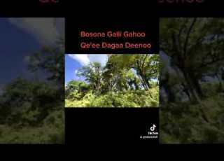  Bosona Galli Gahoo Qe Ee Dagaa Deenoo
