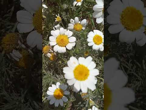 الشمس Nature اكسبلور جرعة