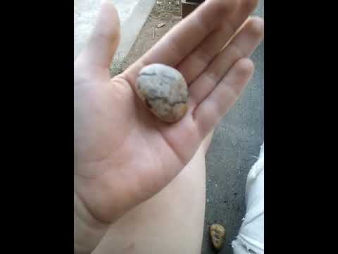 بيضة الضواري