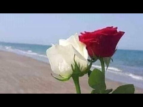 الترف الخجول ابراهيم اشتيوي نور سيناء الترف الخجول ابراهيم اشتيوي نور سيناء