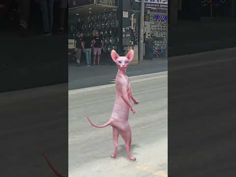 Kedicik Mavi Araba Carpacakti Kedi Müzik Tiktok Dans şarkı Funny Musicgenre