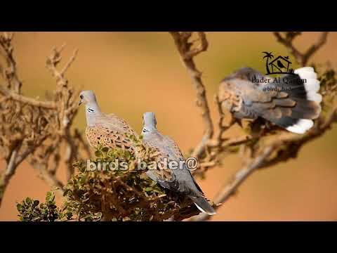 European Turt Le Dove Streptopelia Turtur القمري Birds NIKON D6 قميري صيد مقناص طيور