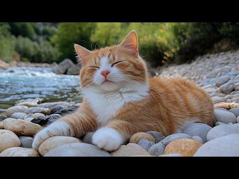 12 Hours Of Calming Music For Cats Deep Frequency Balance Relaxing Stress Relief For Cats
