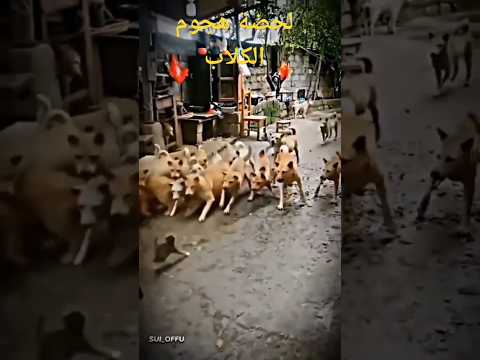 هجوم الكلاب الضالة لحظة هجوم كلاب مفترسة على قط في الشارع