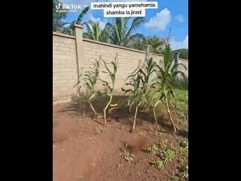 Mahindi Yangu Yamehamia Shamba La Jirani Funny Shortsfeed Viral Shortvideo