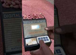  Quality Check Groundnut Seeds Food Eating Trending Howto Farmers Best Producer India