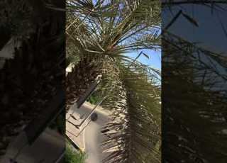احلى فيديو صباحيي