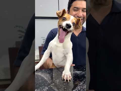 Jack Russell Dog Laughing Meme Template 2023