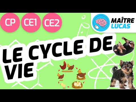 Le Cycle De Vie Des êtres Vivants CP CE1 CE2 Cycle 2 Questionner Le Monde