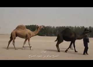  جديد الشيخ سالم بن حمود الصباح