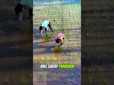 Ganito Ang Pagtatanim Nila Ng Palay Sa Ibang Bansa Farming Magsasaka Palay Shorts