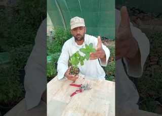 اسباب فشل الشتلات بعد ما بجيبها من المشتل