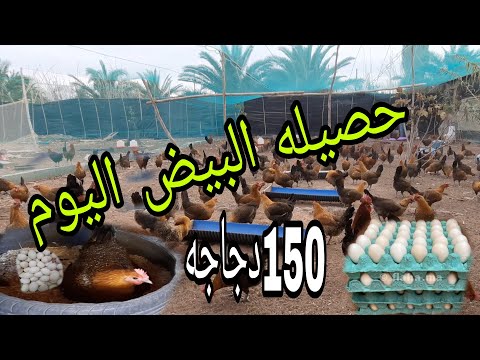 تربيه دجاج فيومي حصيله البيض