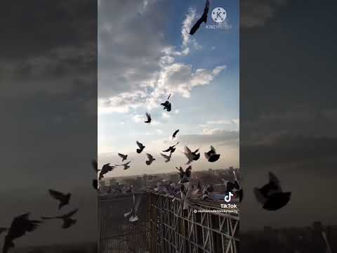 يابرج ياابو الحمام