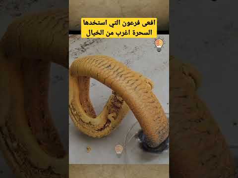 افعى فرعون التي استخدمها السحرة اغرب من الخيال Shorts