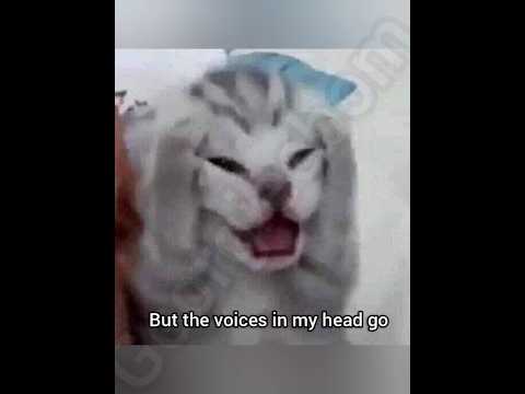 I Know I Should Sleep But The Voices In My Head Go Georgieebom Cat Funny Fyp Meme